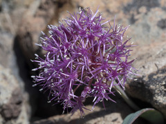 Allium platycaule