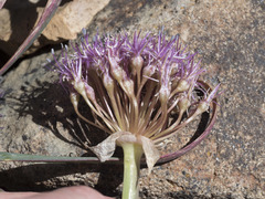 Allium platycaule
