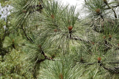 Pinus engelmannii