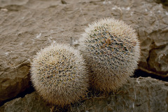 Mammillaria grusonii