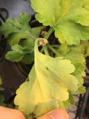 Franklinothrips vespiformis