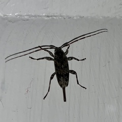 Graphisurus fasciatus