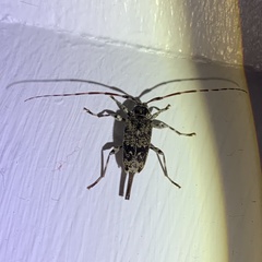 Graphisurus fasciatus