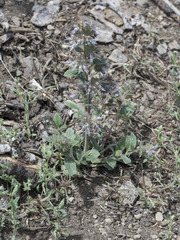 Phacelia mutabilis