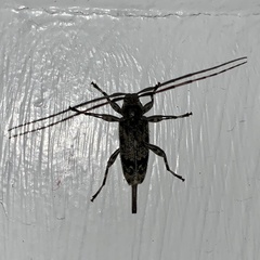 Graphisurus fasciatus