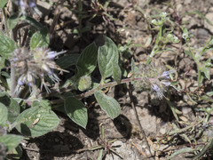 Phacelia mutabilis