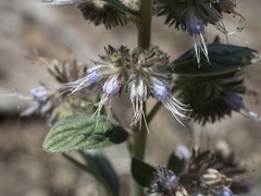 Phacelia mutabilis