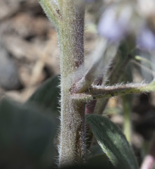 Phacelia mutabilis