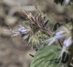 Phacelia mutabilis