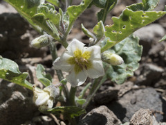 Leucophysalis nana