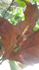 Heteroptera