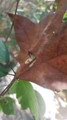 Heteroptera