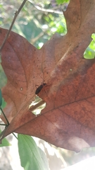 Heteroptera