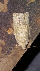 Archips semiferanus