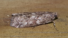 Sciota uvinella