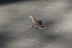 Callisaurus draconoides ventralis