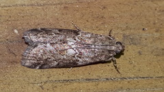 Sciota uvinella
