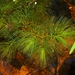Ceratophyllum demersum - Photo (c) eyeweed, μερικά δικαιώματα διατηρούνται (CC BY-NC-ND)