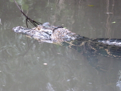 Melanosuchus niger