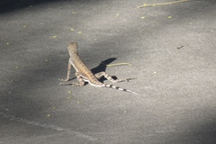 Callisaurus draconoides ventralis