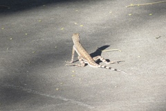 Callisaurus draconoides ventralis