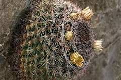 Mammillaria grusonii