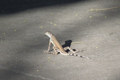 Callisaurus draconoides ventralis