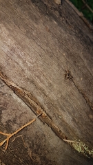 Orthoptera