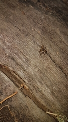 Orthoptera
