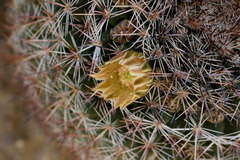Mammillaria grusonii