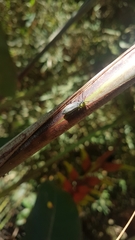 Coleoptera