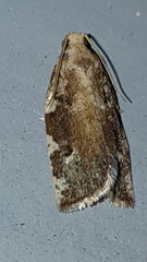 Archips semiferanus