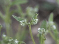 Cryptantha ambigua
