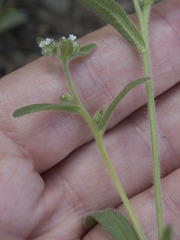 Cryptantha ambigua