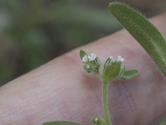 Cryptantha ambigua