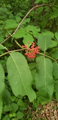 Sambucus racemosa