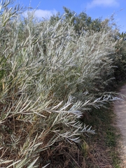 Salix exigua hindsiana