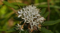 Rhododendron groenlandicum