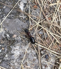 Camponotus novaeboracensis