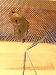 Antepione thisoaria