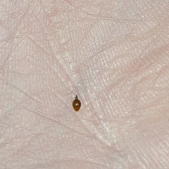 Eleocharis intermedia