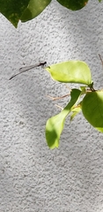 Prodasineura autumnalis