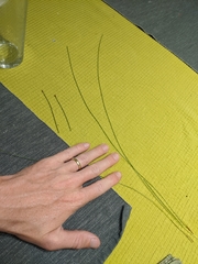 Eleocharis intermedia