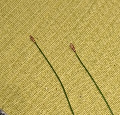 Eleocharis intermedia