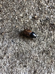 Phyllopertha horticola