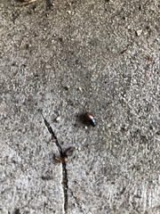 Phyllopertha horticola