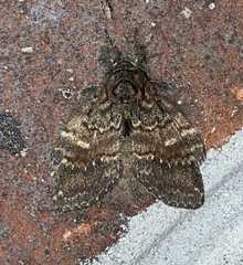Peridea bordeloni