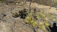 Encholirium spectabile