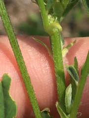 Astragalus neglectus