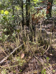 Drosera filiformis